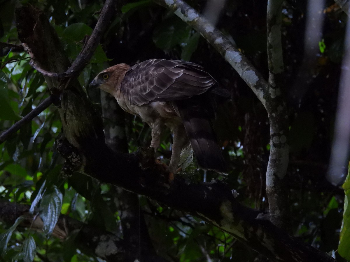 dvergskogørn - ML644340316