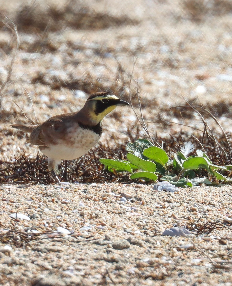 fjellerke - ML644340317