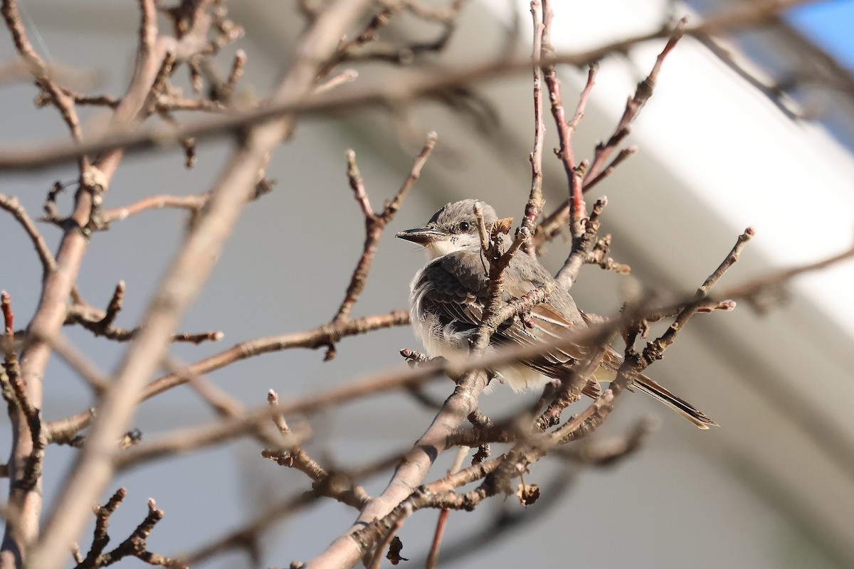 gråkongetyrann - ML644340318