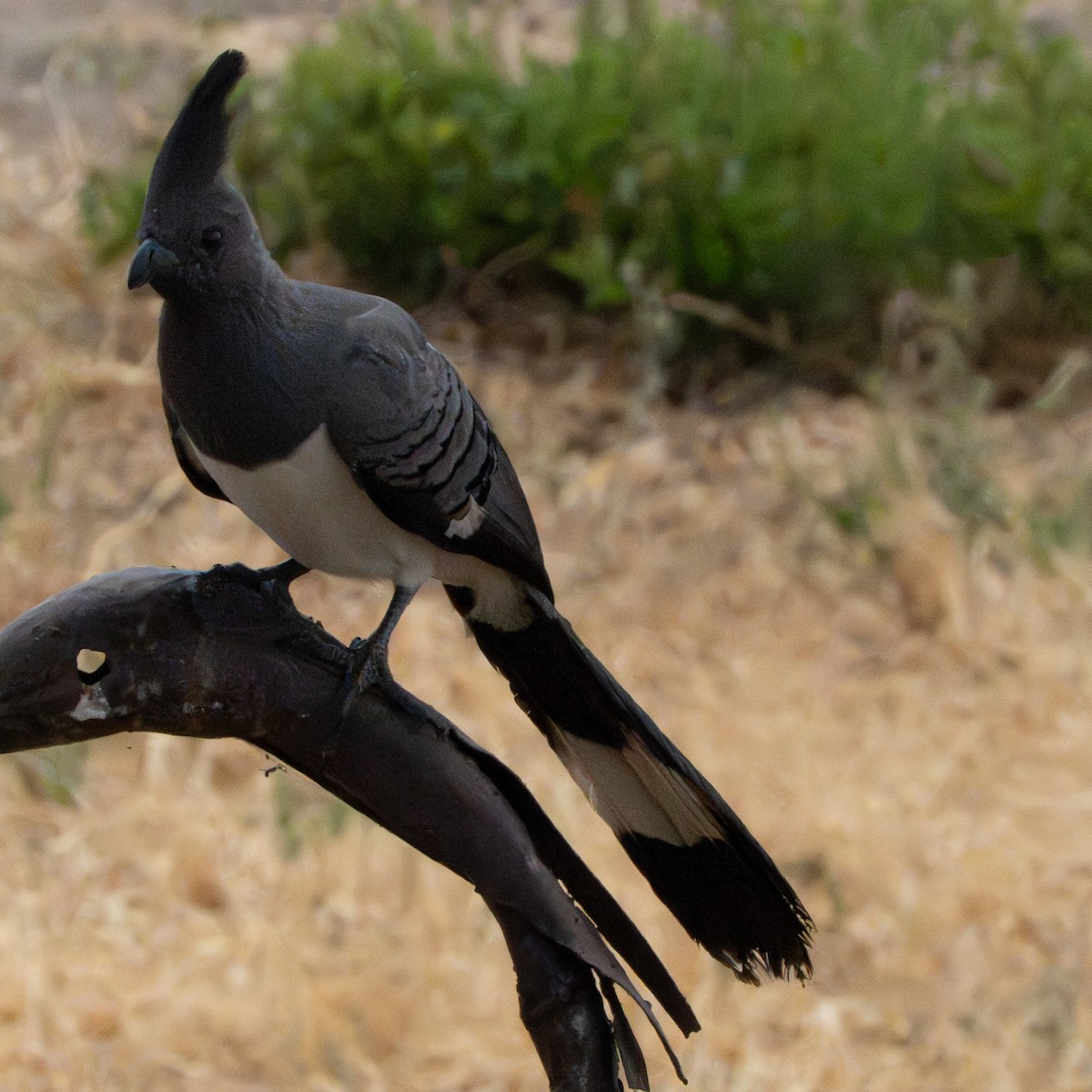 hvitbukturako - ML644340319