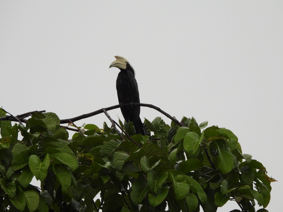 malayhornfugl - ML644340320