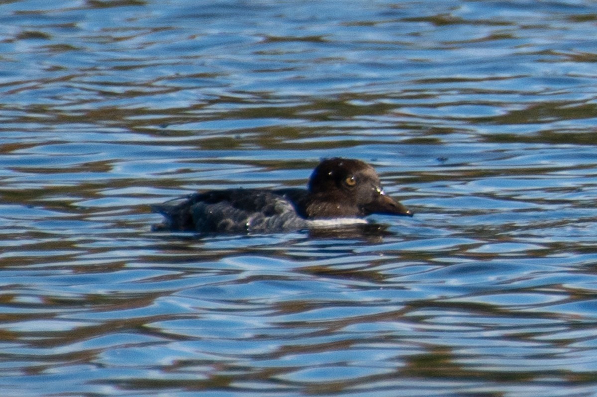 kvinand - ML644340322