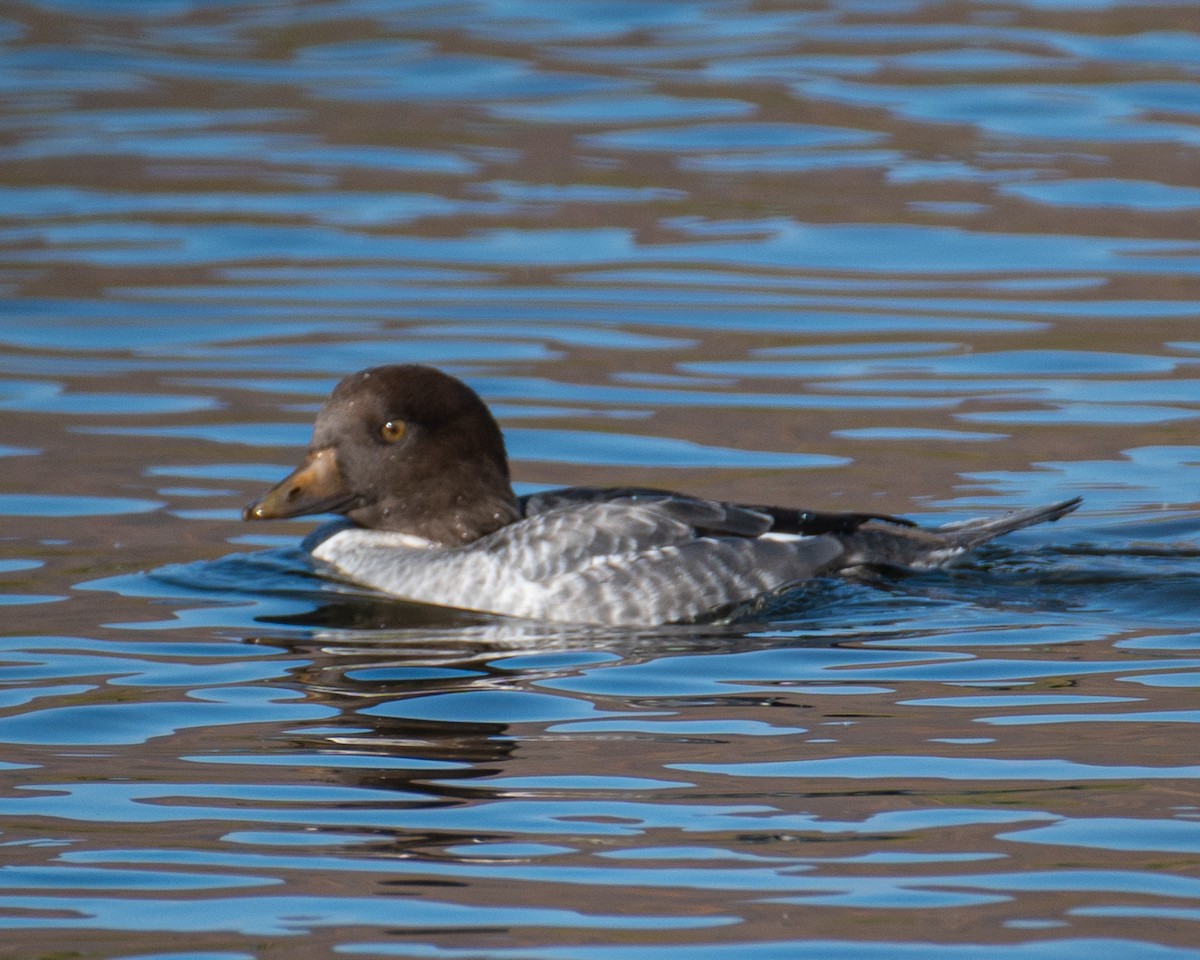 kvinand - ML644340323