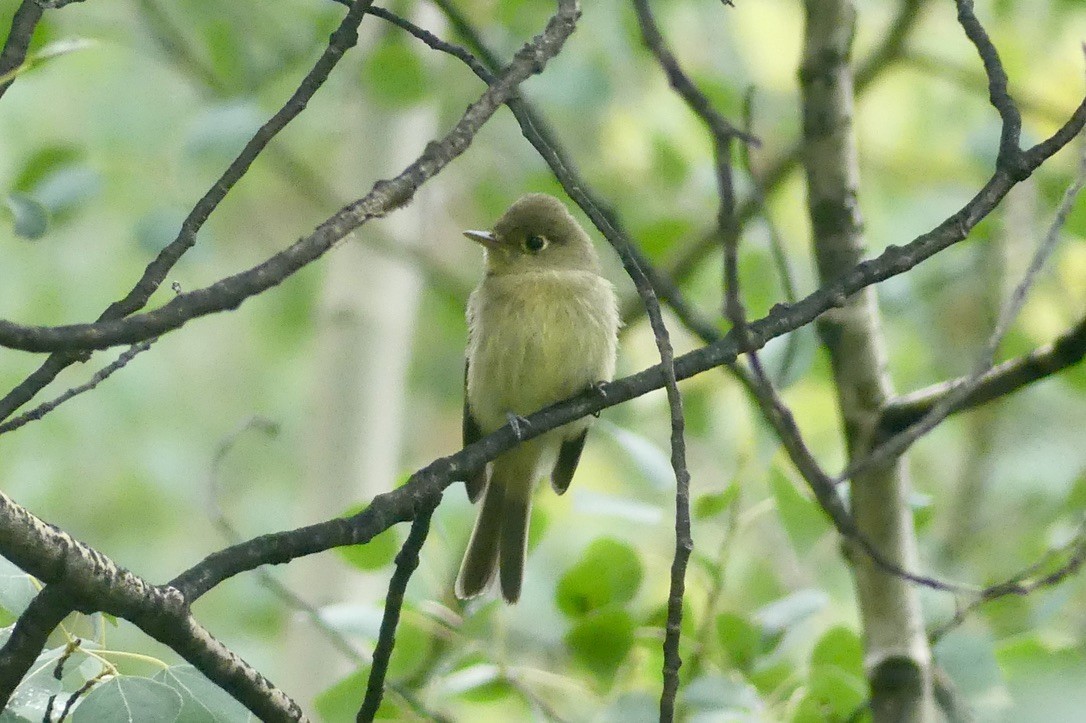 granempid/krattempid - ML644340324