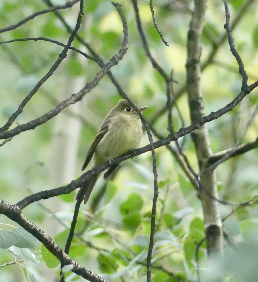 granempid/krattempid - ML644340325