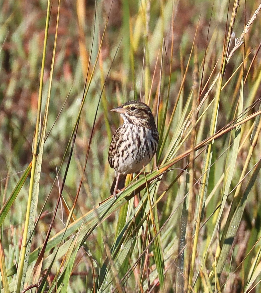 musespurv - ML644340327