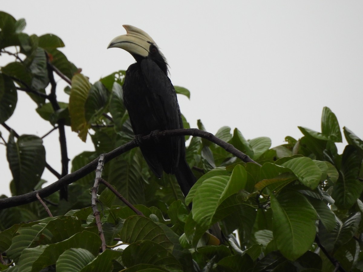 malayhornfugl - ML644340328