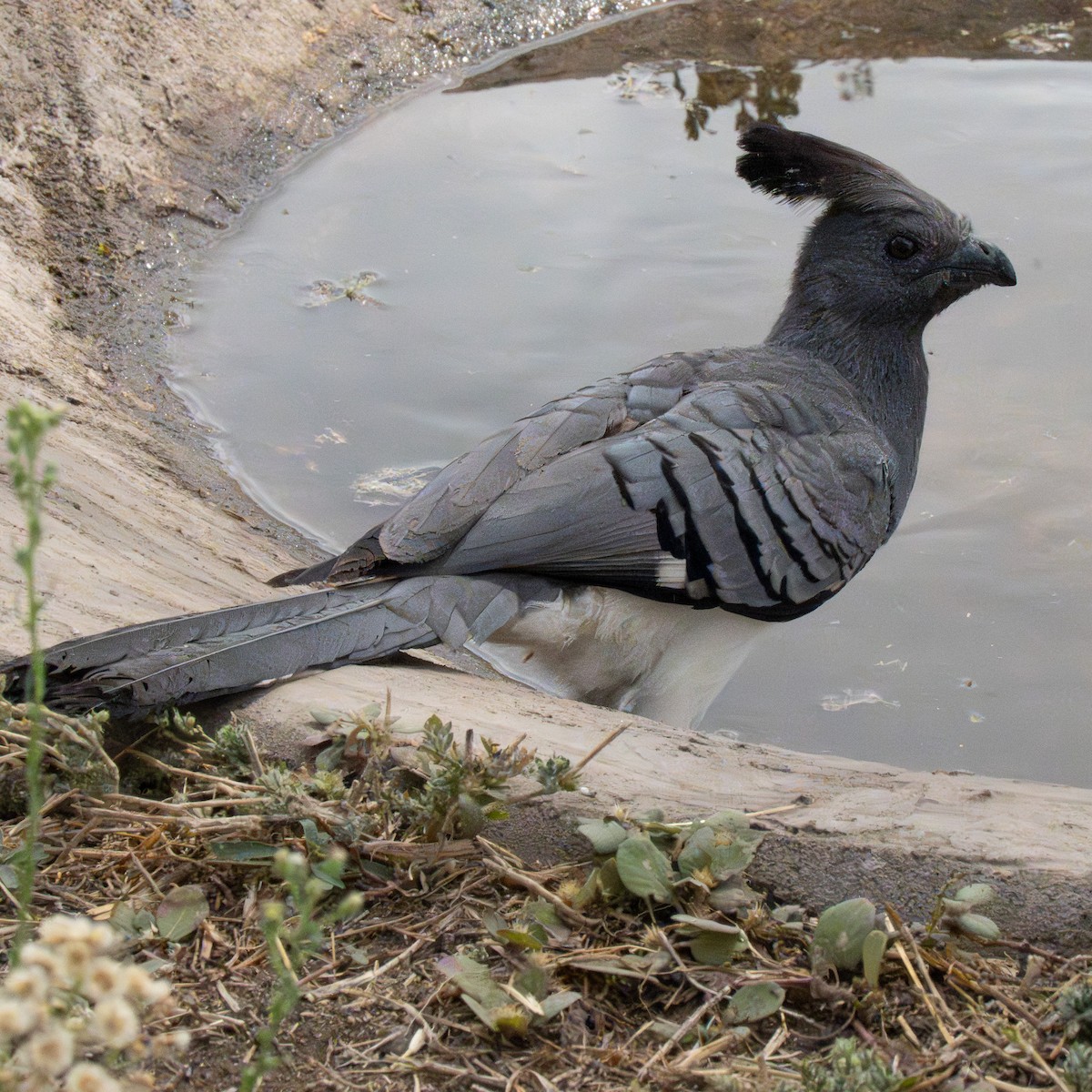 hvitbukturako - ML644340329