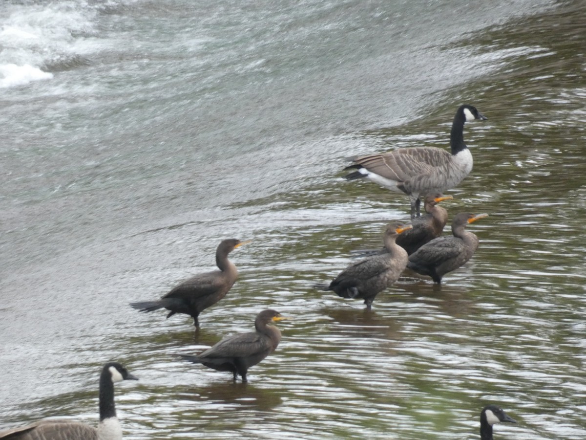 totoppskarv - ML644340330