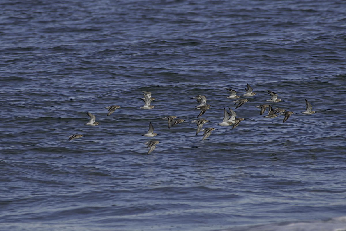 myrsnipe - ML644340331