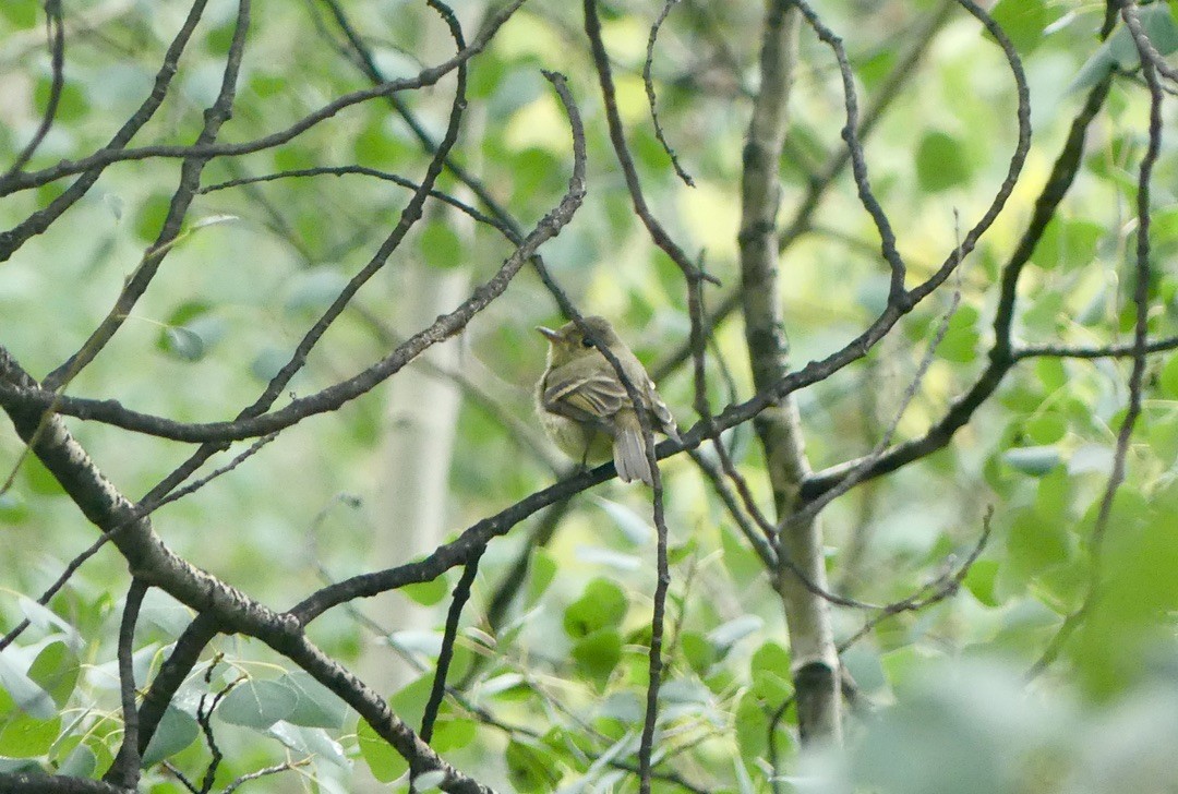 granempid/krattempid - ML644340332