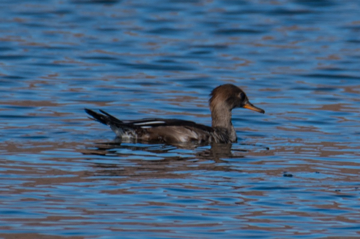 hjelmfiskand - ML644340333