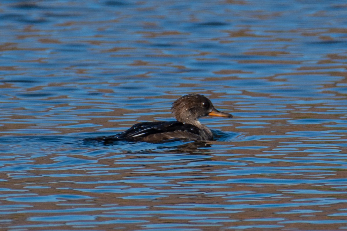 hjelmfiskand - ML644340334