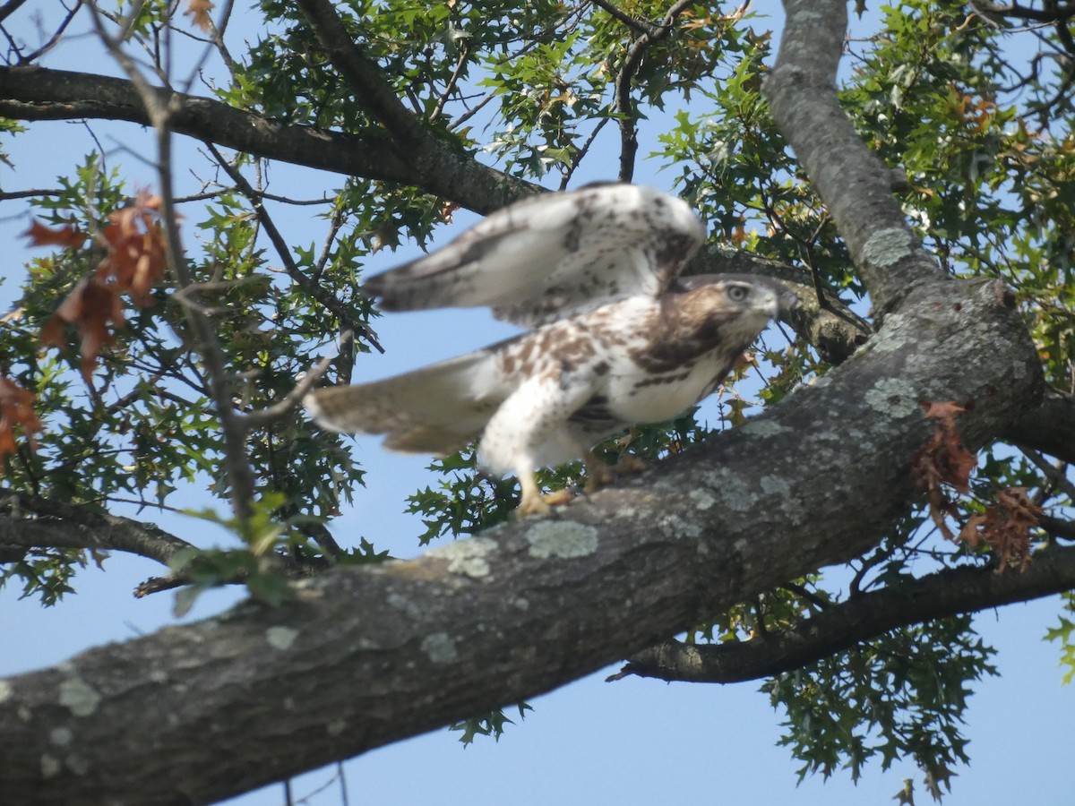 rødstjertvåk - ML644340335