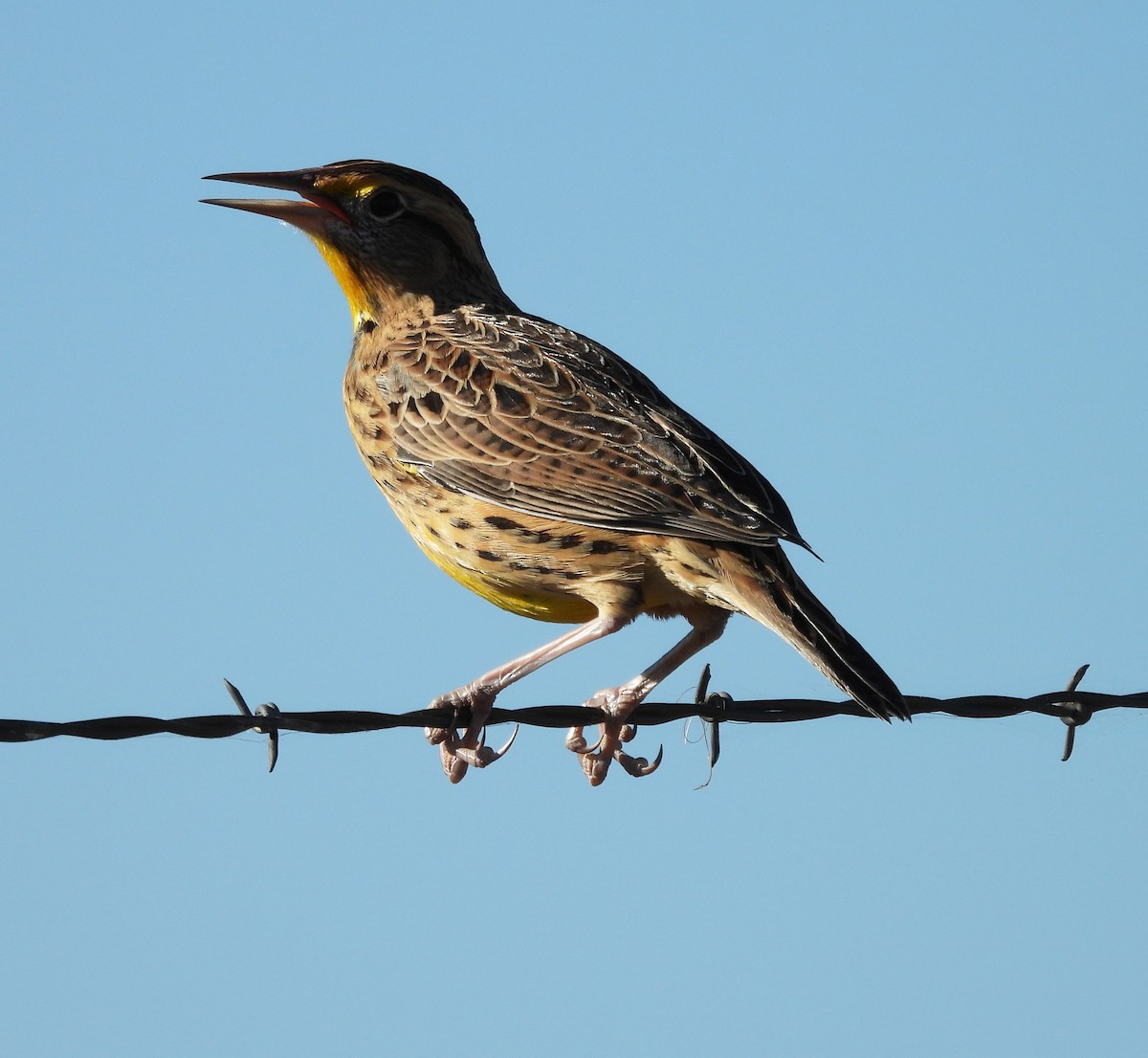 englerketrupial - ML644340338