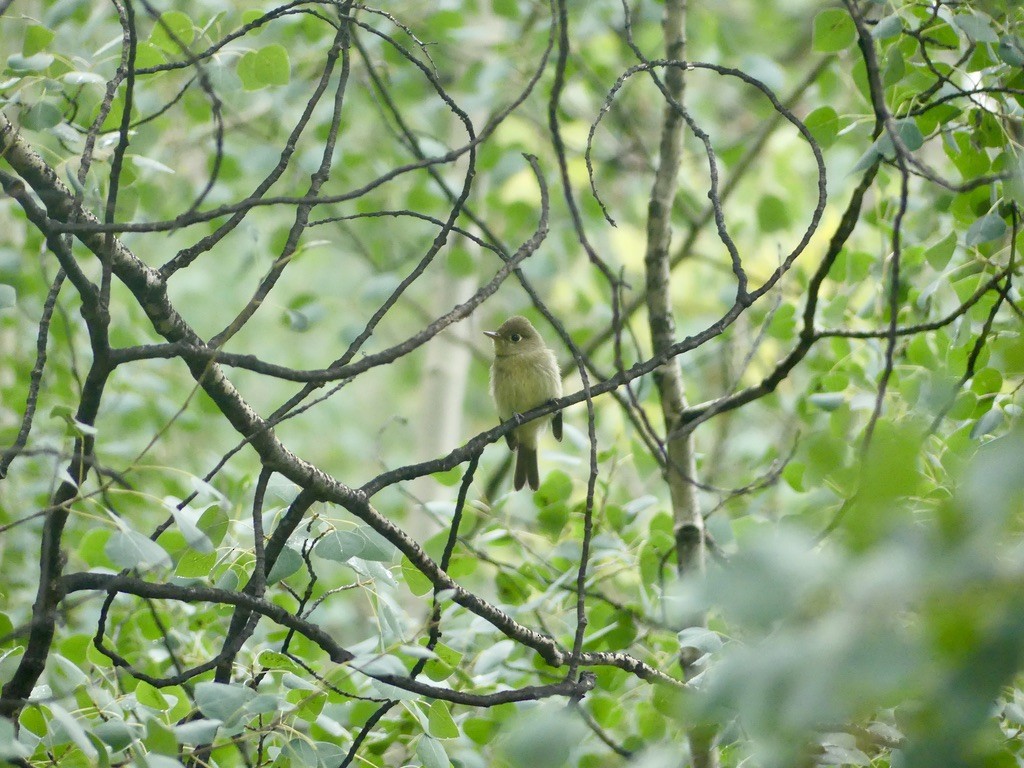 granempid/krattempid - ML644340339