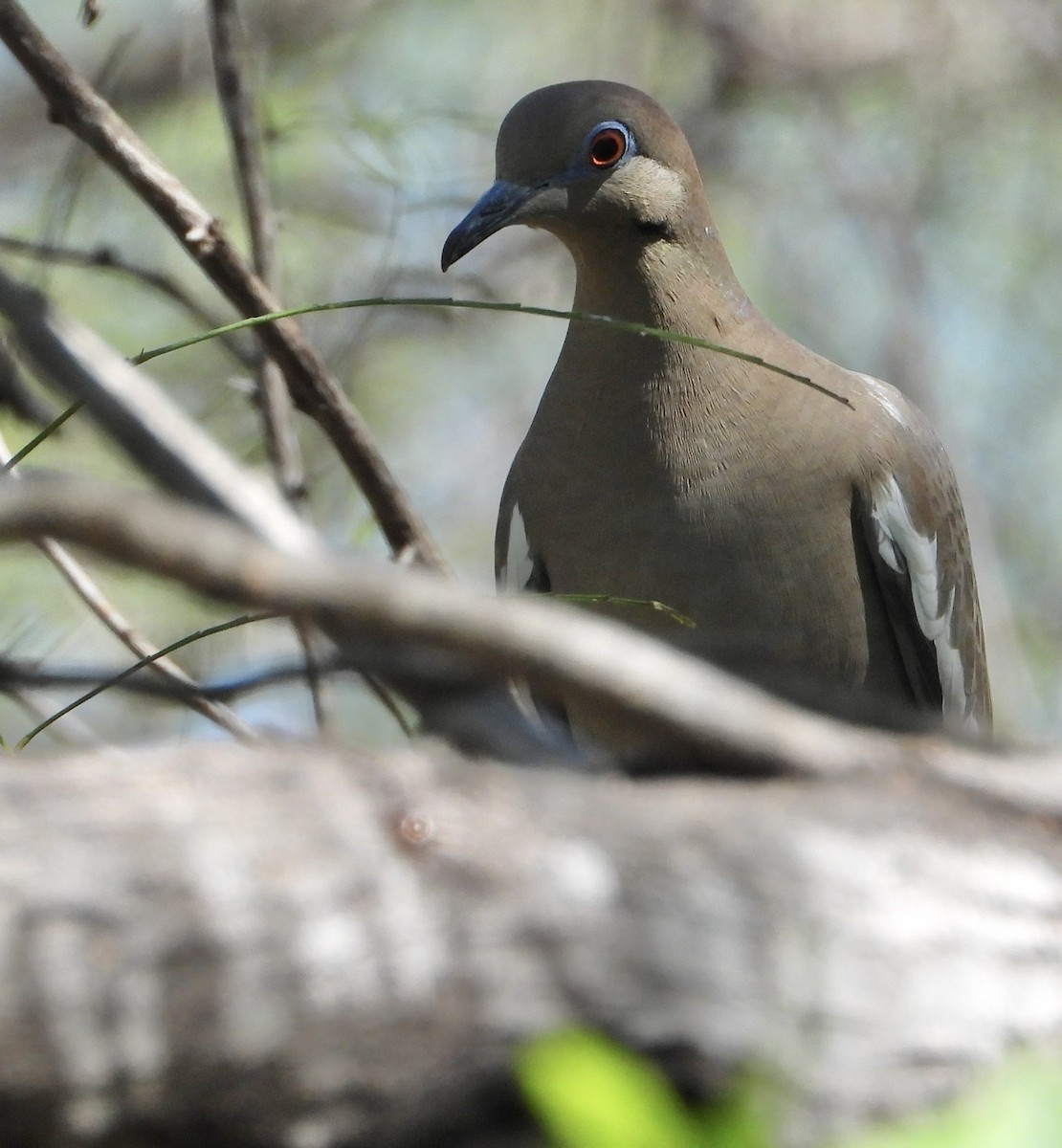 hvitvingedue - ML644340340