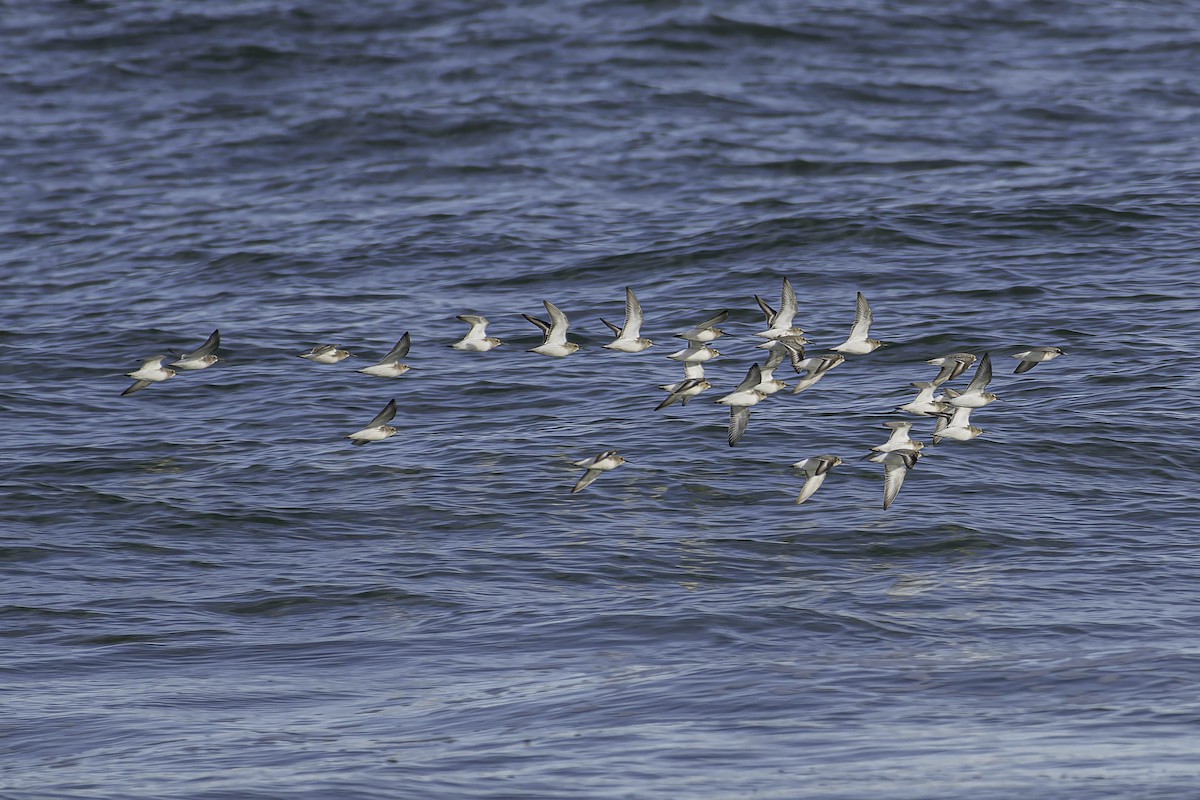 myrsnipe - ML644340341