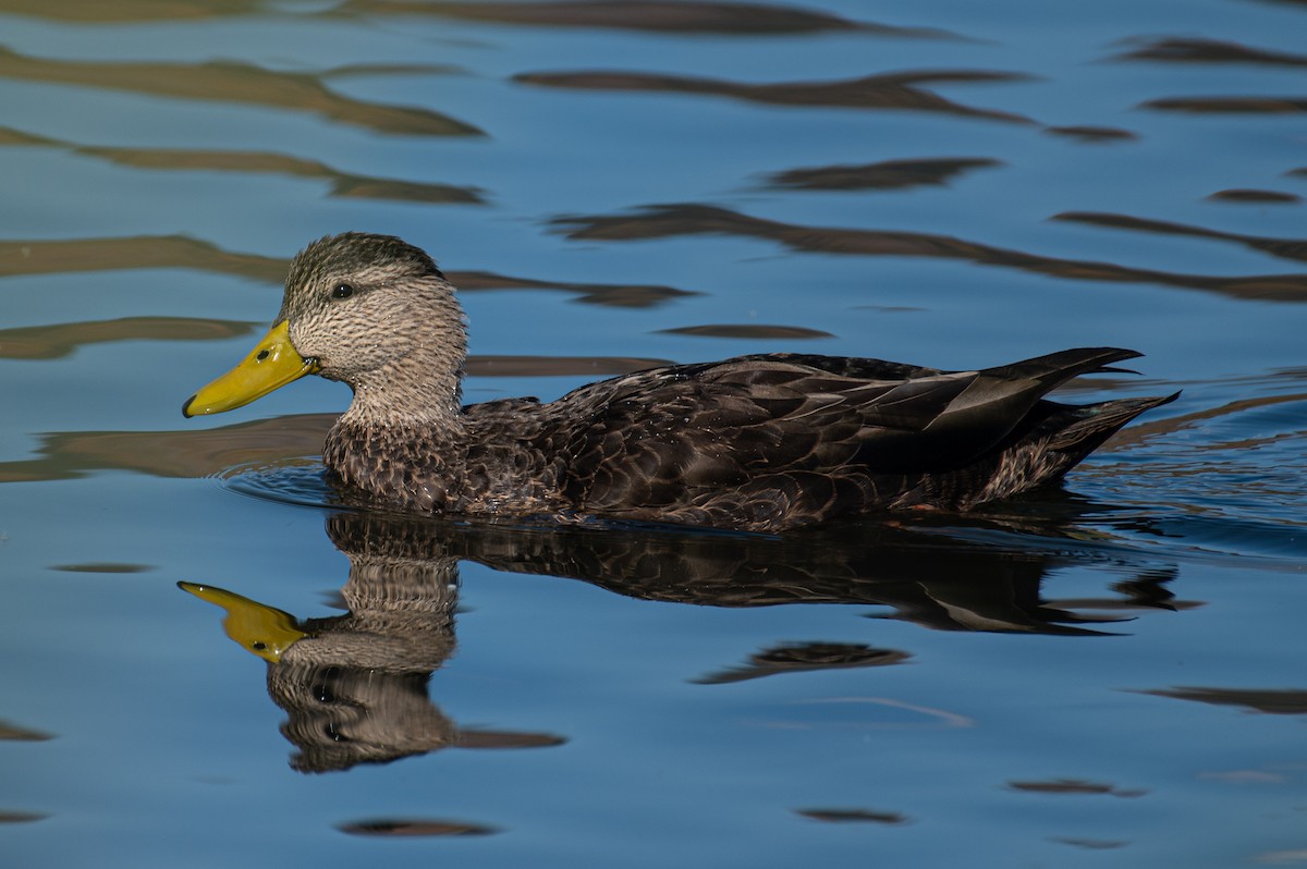 rødfotand - ML644340342