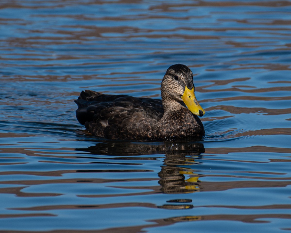 rødfotand - ML644340343