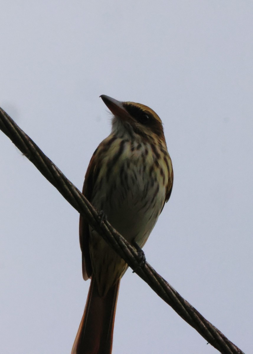 ブチタイランチョウ - ML644340345