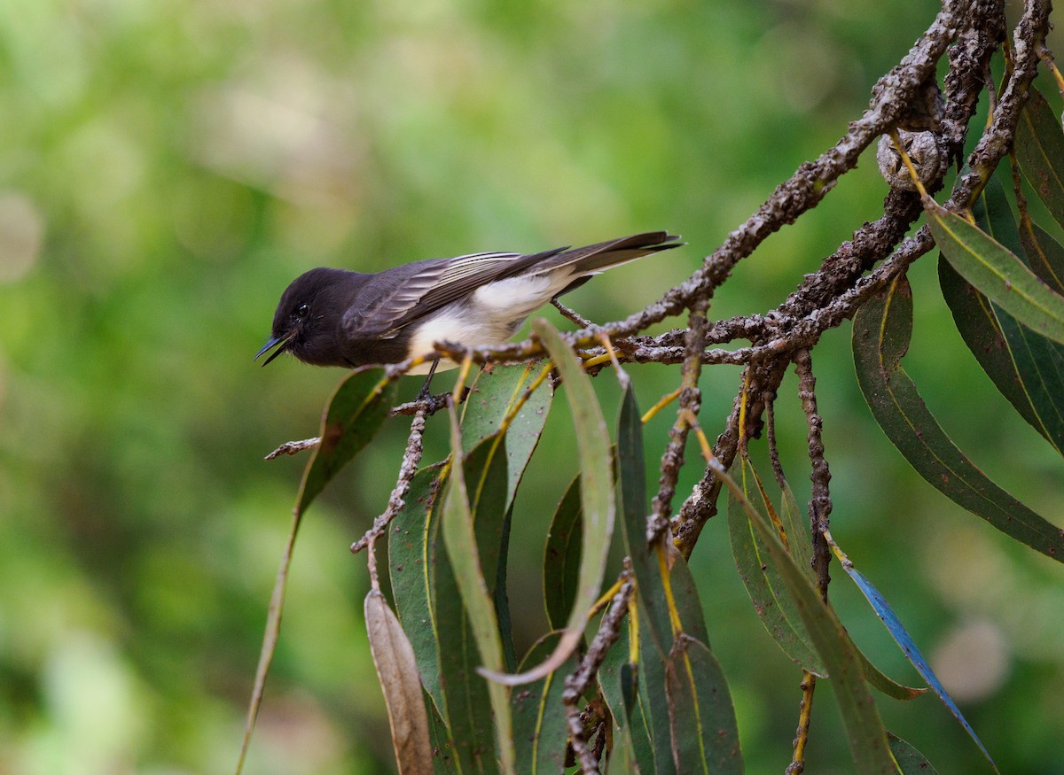 Black Phoebe - ML644340348