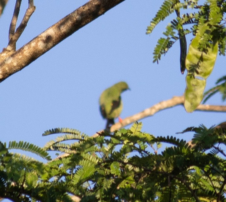 Red-legged Honeycreeper - ML644340357