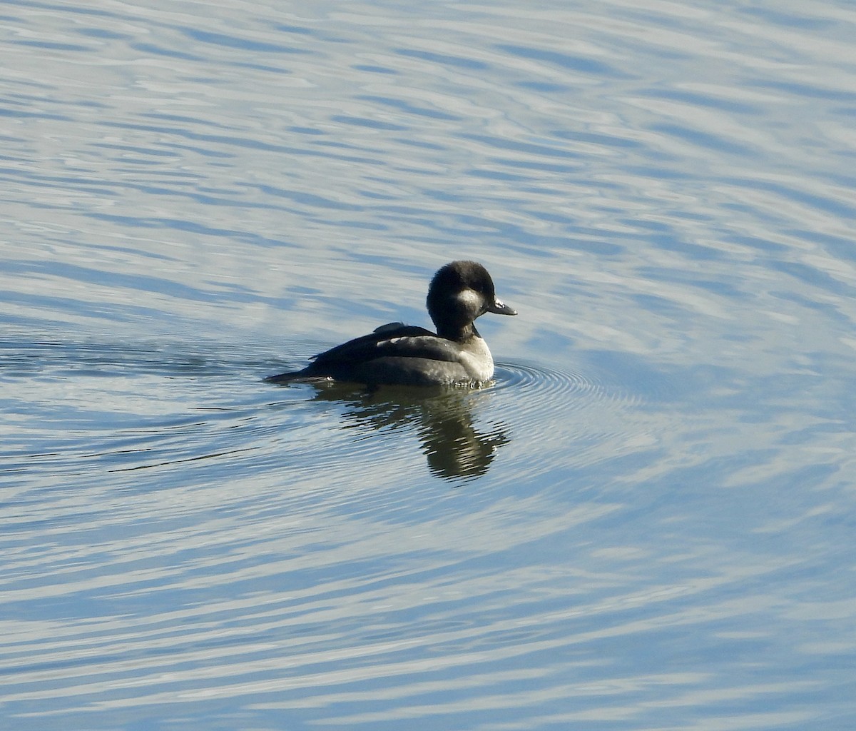 Bufflehead - ML644340363