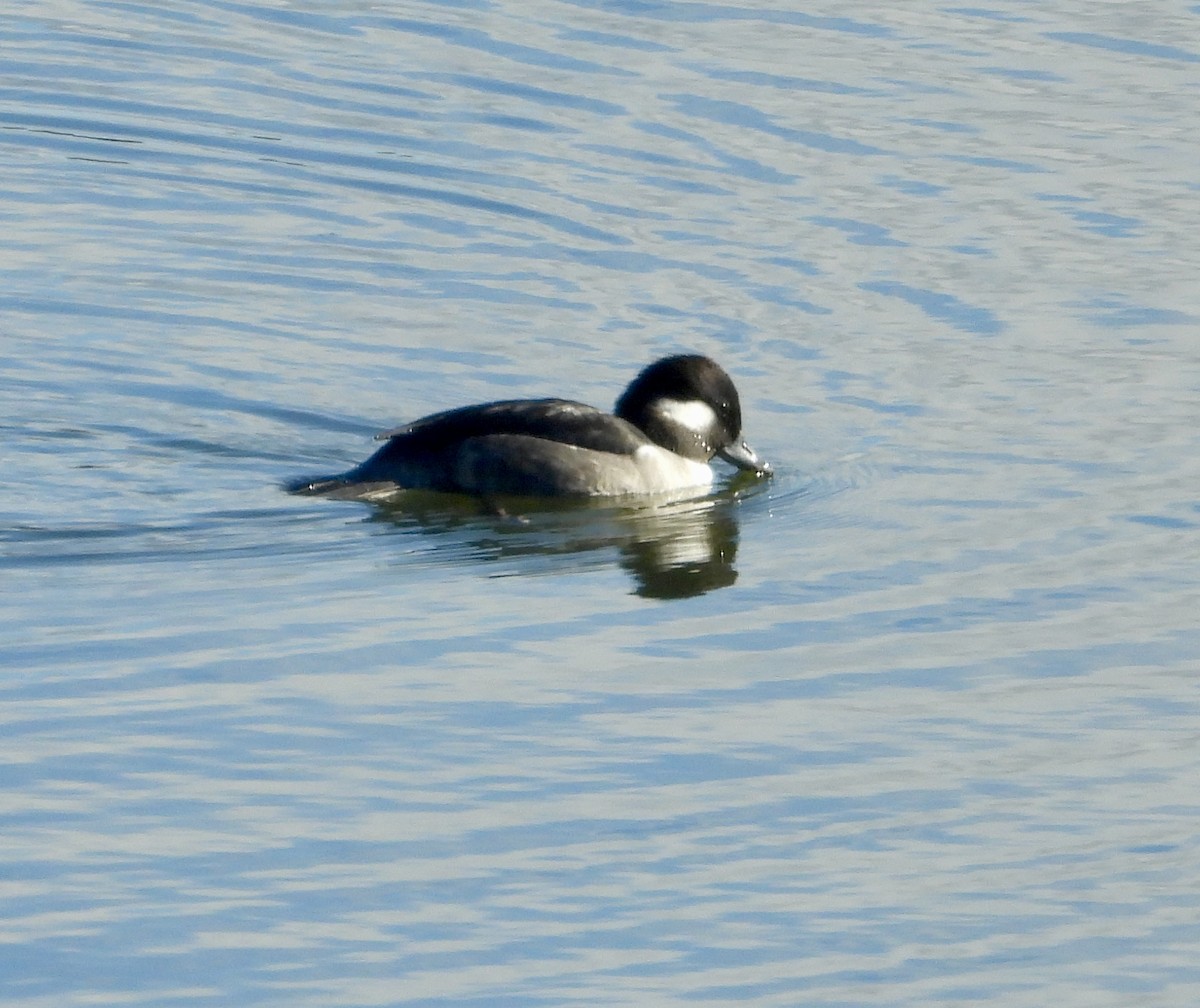 Bufflehead - ML644340364