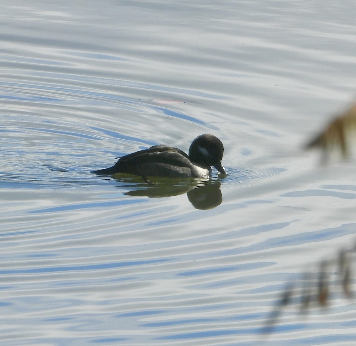 Bufflehead - ML644340365