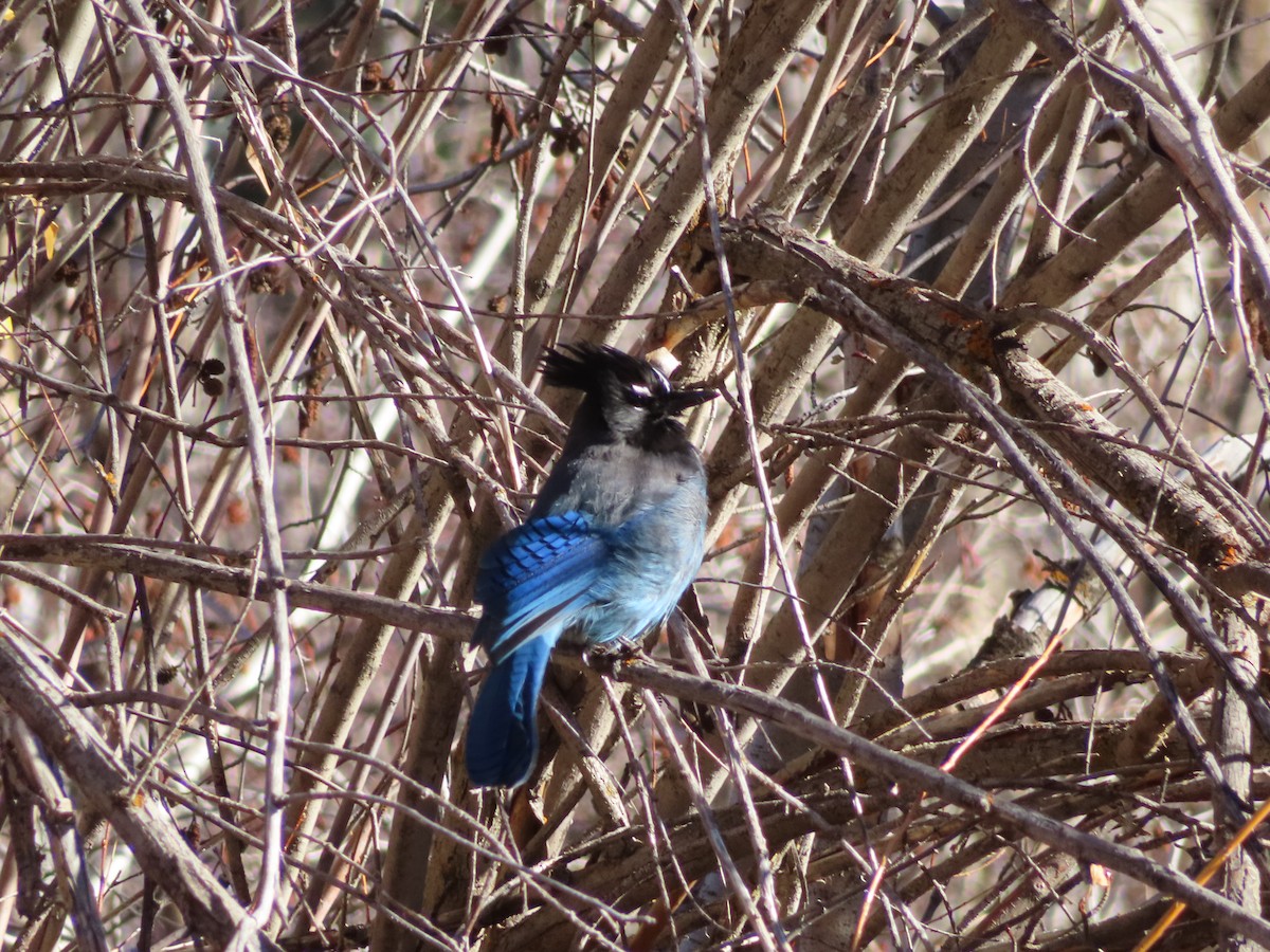 Steller's Jay - ML644340389