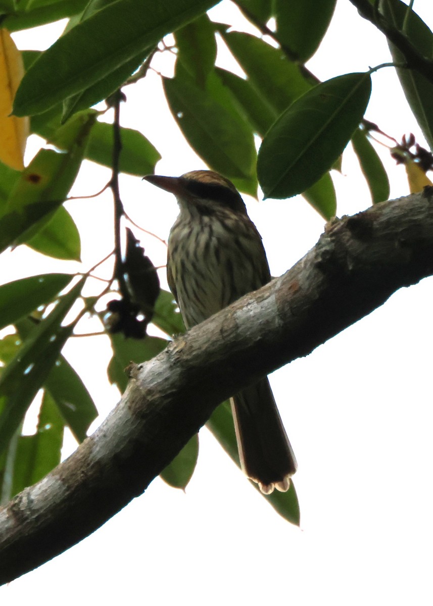 ブチタイランチョウ - ML644340391