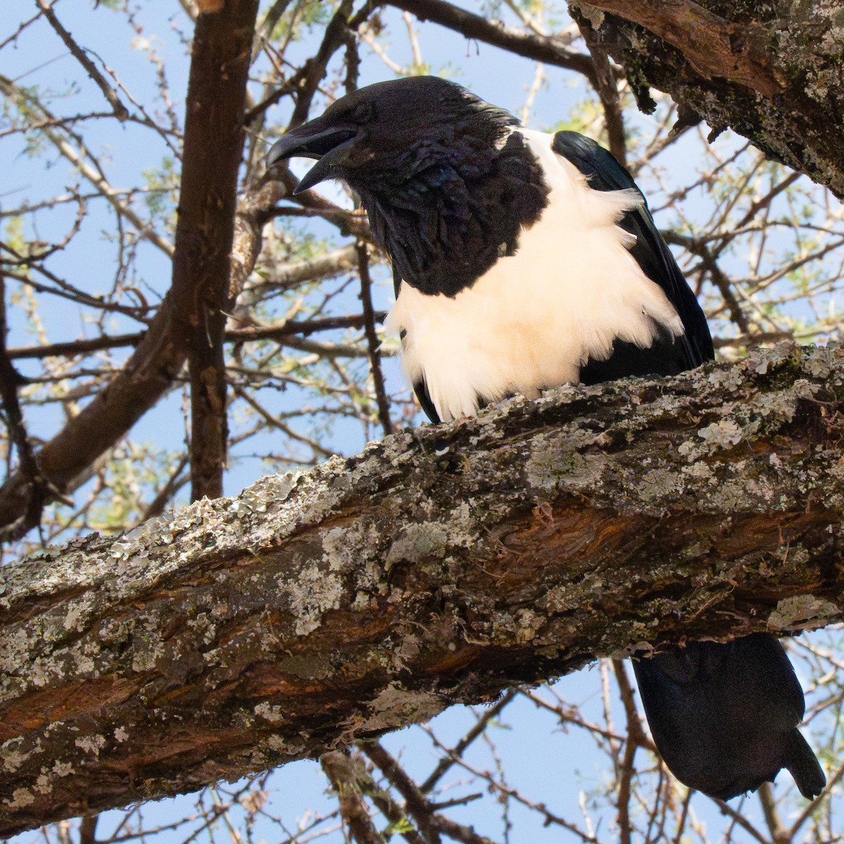 vrána černobílá - ML644340392