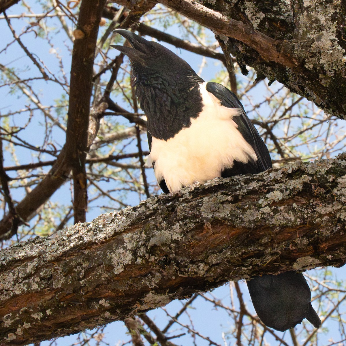 vrána černobílá - ML644340403