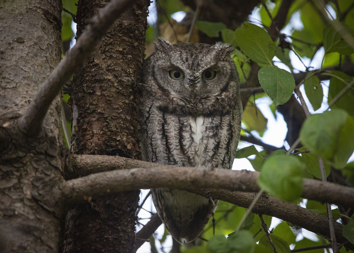 Eastern Screech-Owl - ML644340407