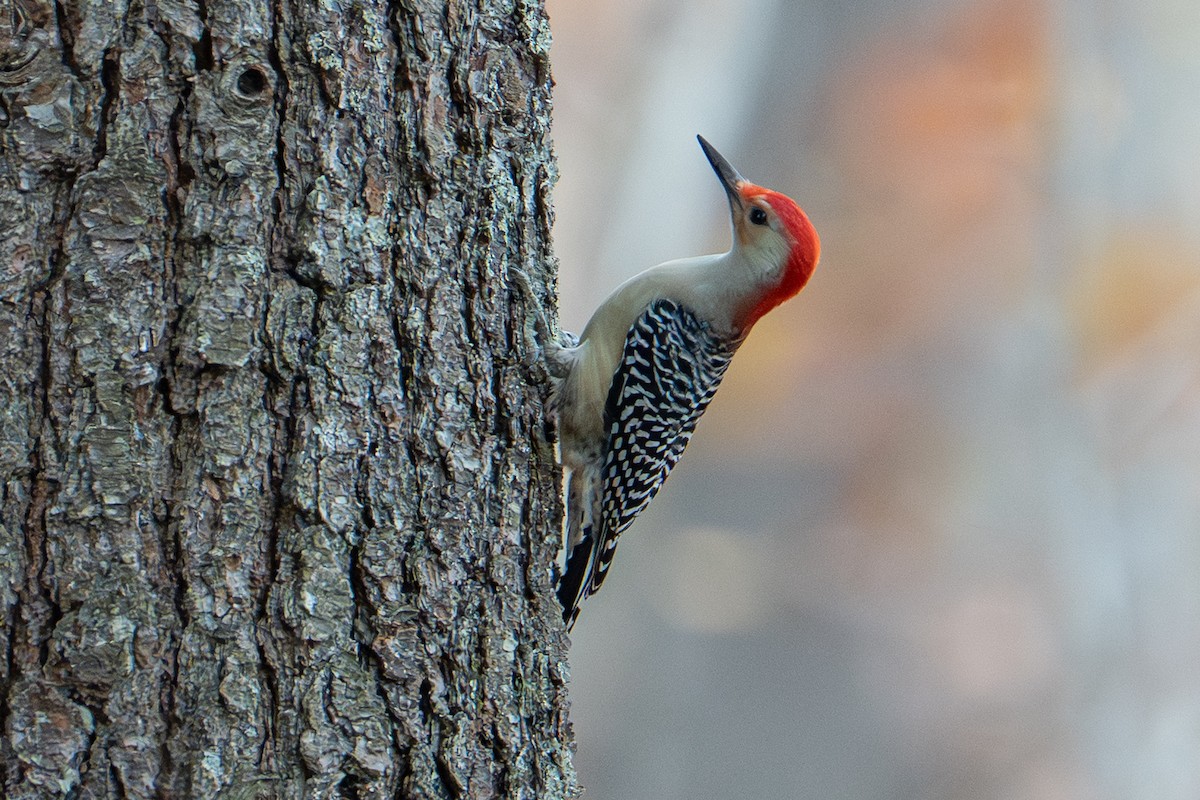 Red-bellied Woodpecker - ML644340432