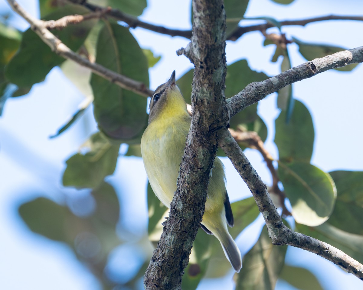 Philadelphia Vireo - ML644340436