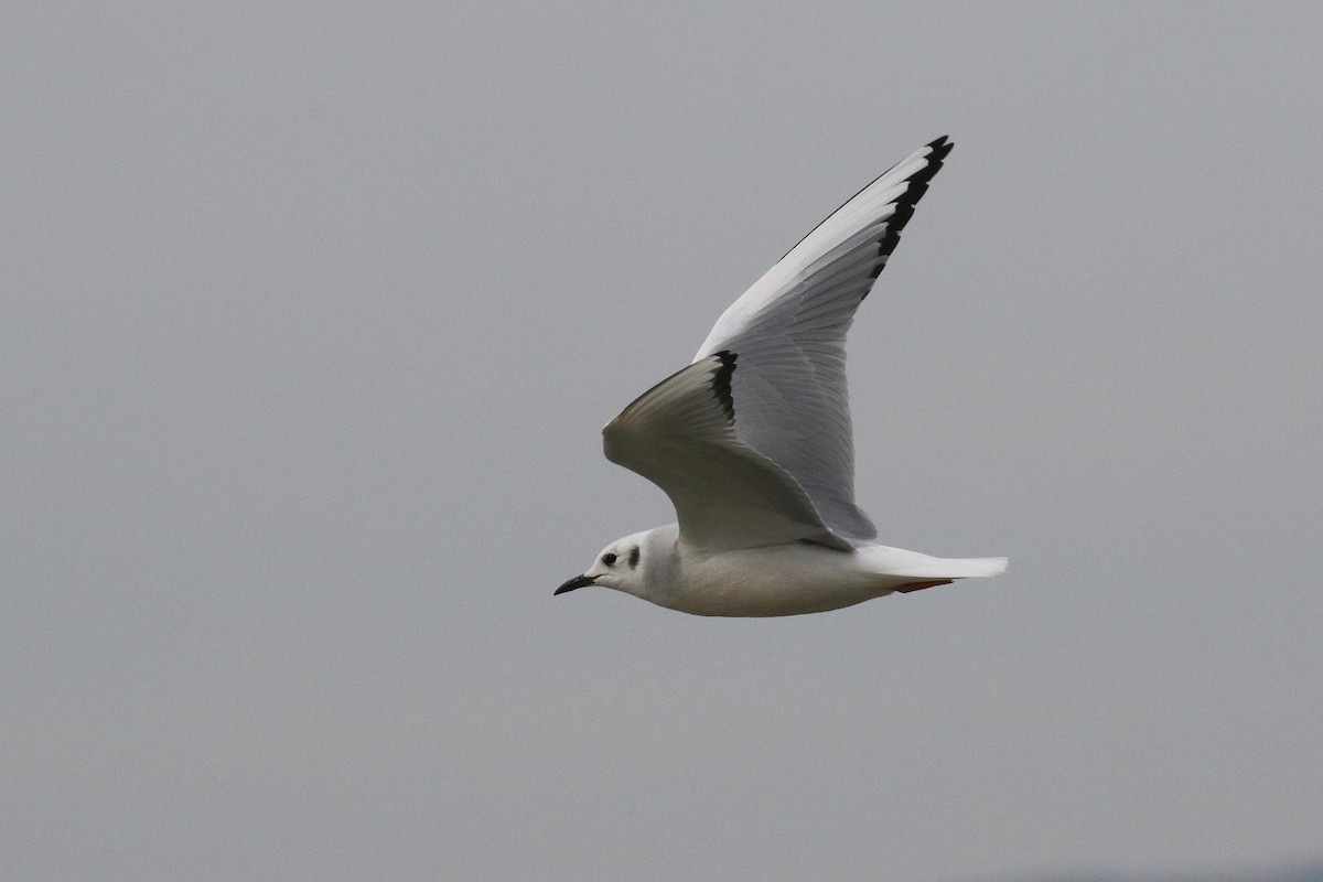 Bonaparte's Gull - ML644340443