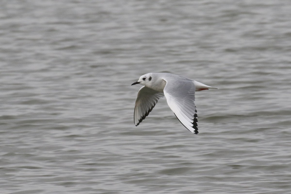 Bonaparte's Gull - ML644340445