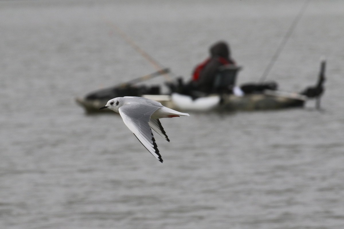 Bonaparte's Gull - ML644340455
