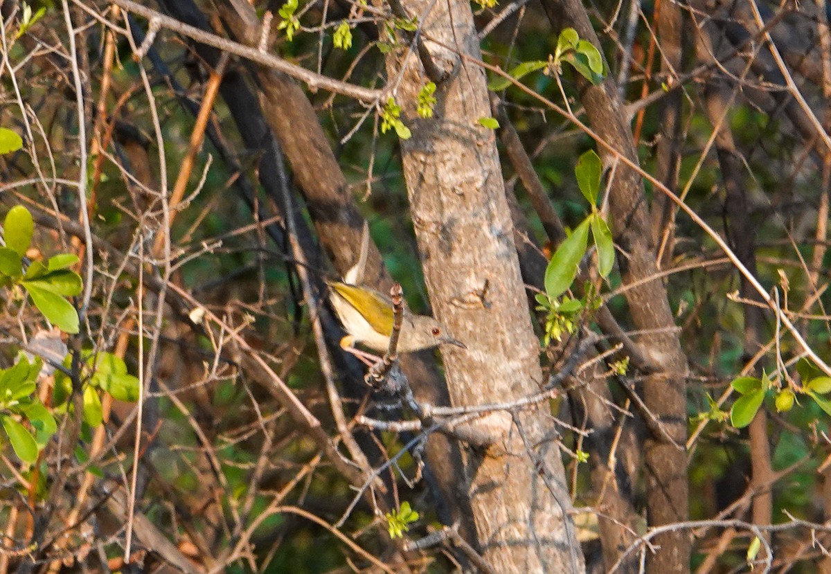 Yeşil Sırtlı Kamaropter - ML644340459