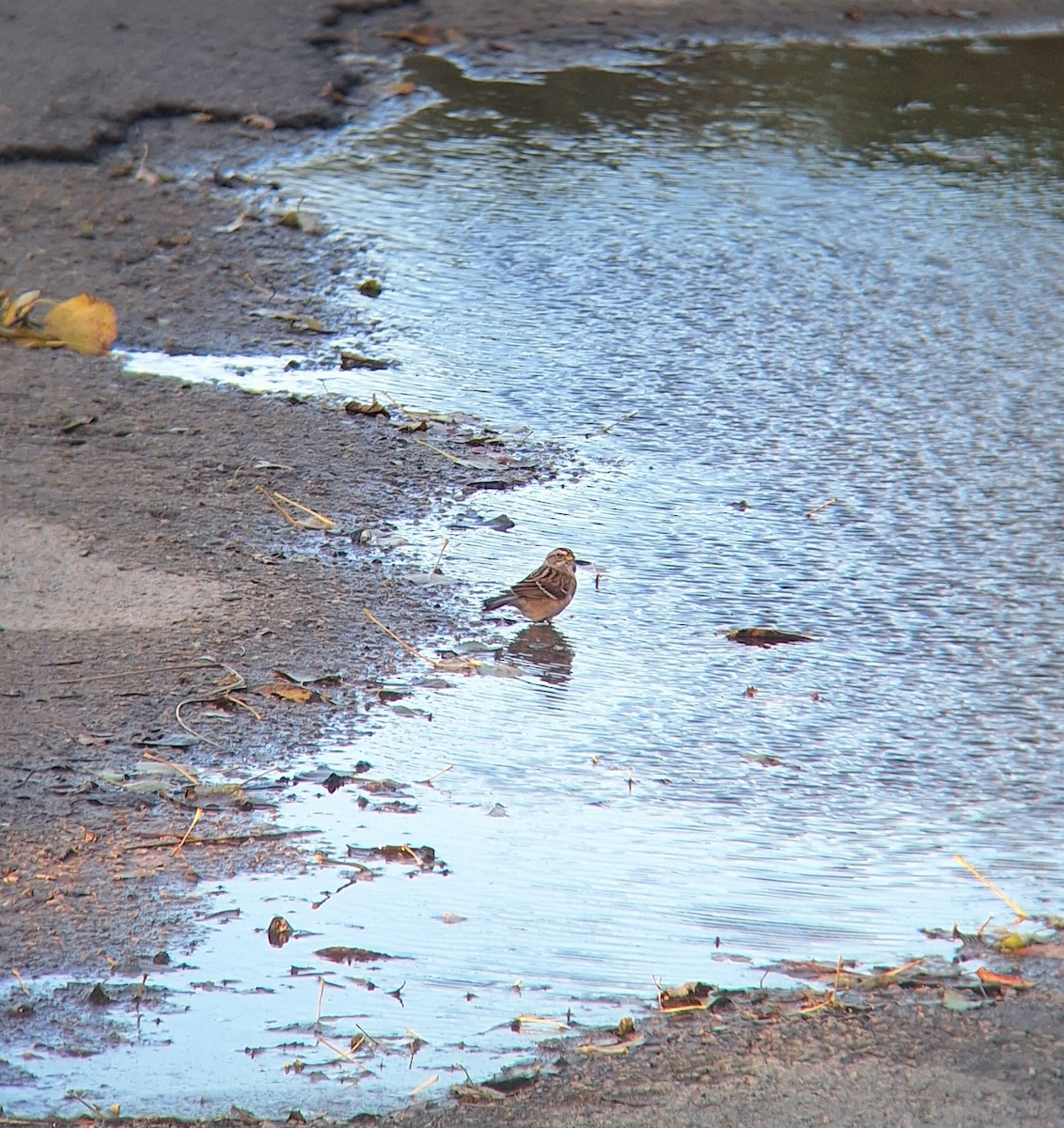 American Tree Sparrow - ML644340462