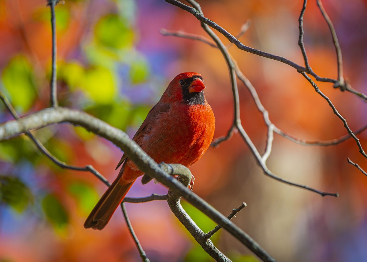 kardinál červený - ML644340475