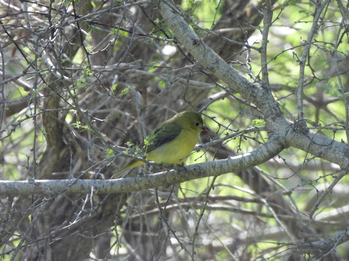 Scarlet Tanager - ML644340476