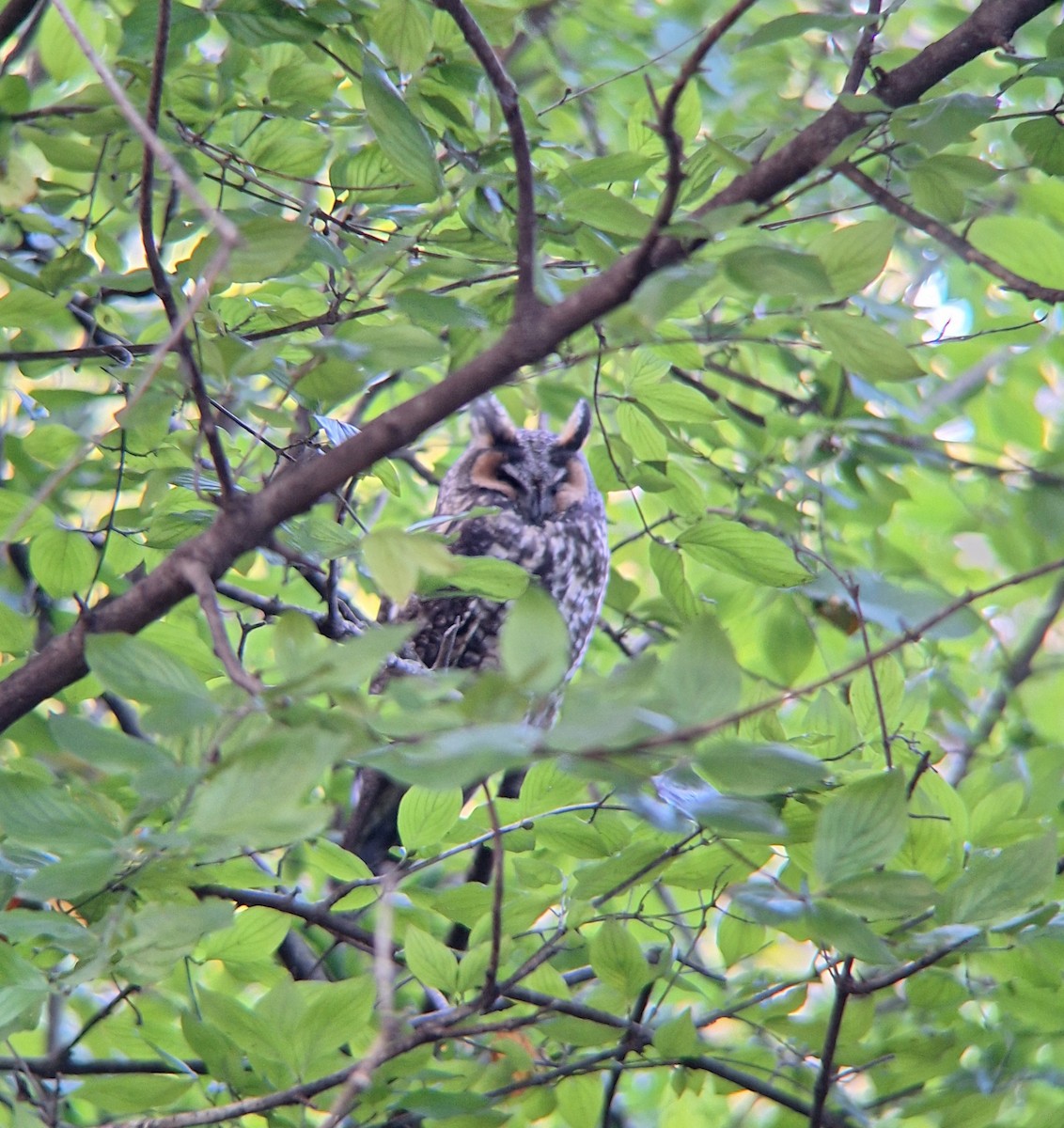 Long-eared Owl - ML644340478