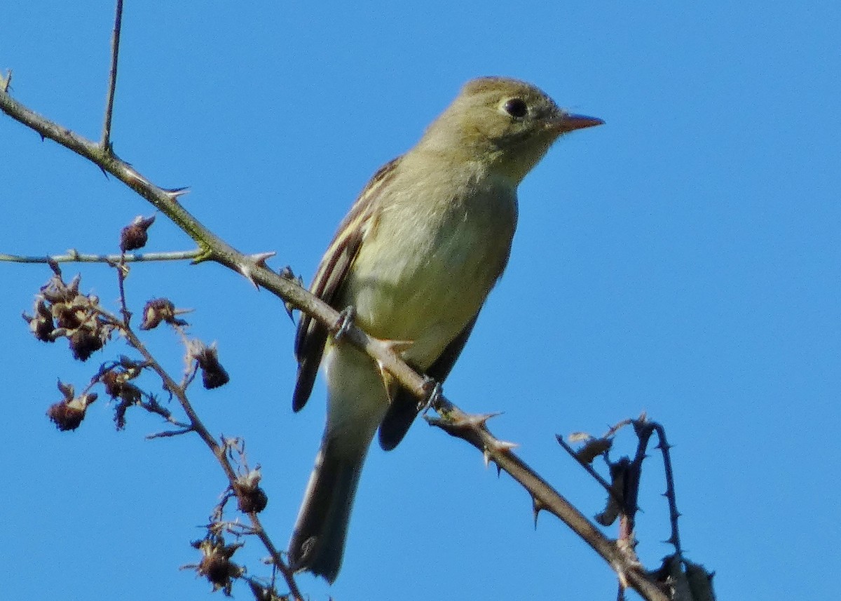 Western Flycatcher (Pacific-slope) - ML644340487
