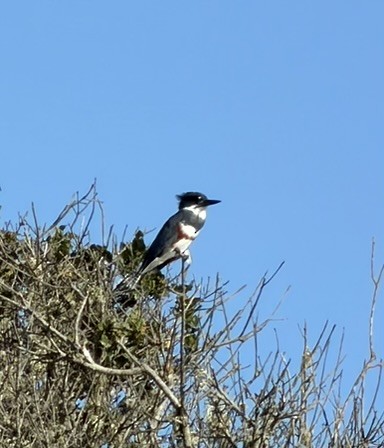 Belted Kingfisher - ML644340505