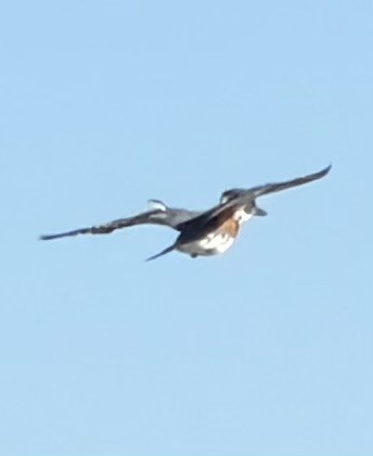 Belted Kingfisher - ML644340506