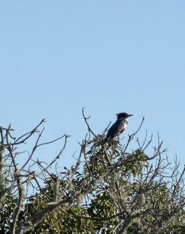Belted Kingfisher - ML644340507