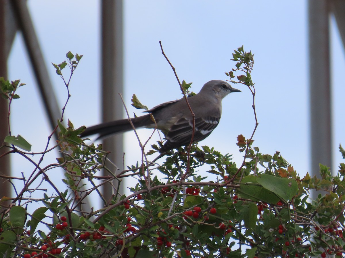 Sinsonte Norteño - ML644340516